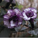 Datura x candida Blackcurrant Swirl 