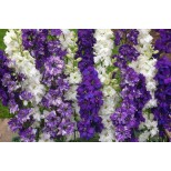 Delphinium consolida 'Ocean Mixed' 