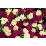 Dianthus caryophyllus 'Bananaberry Fizz' 