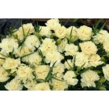 Dianthus caryophyllus 'Lemon Fizz' 