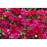 Dianthus caryophyllus 'Magenta Fizz' 