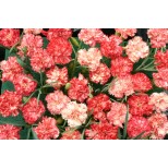 Dianthus caryophyllus 'Orange Ripple' 