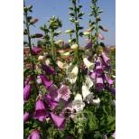 Digitalis purpurea 'Mirabelle'