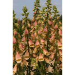 Digitalis hybrida 'Polkadot Pandora' 