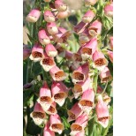 Digitalis hybrida 'Polkadot Petra' 