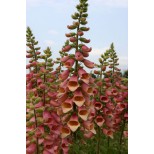 Digitalis hybrida 'Polkadot Pippa' 