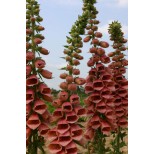 Digitalis hybrida 'Polkadot Polly' 