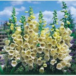 Digitalis purpurea 'Primrose Carousel'  