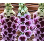 Digitalis purpurea 'Sugar Plum'