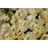 Eschscholzia californica 'Cream Swirl' 