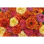 Gaillardia pulchella 'Dazzler Mixed' 