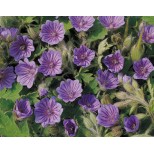 Geranium bohemicum 'Orchid Blue' 