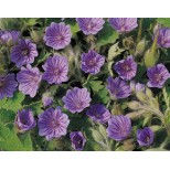 Geranium bohemicum 'Orchid Blue' 