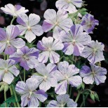 Geranium pratense 'Splish Splash'  