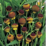 Helenium puberoleum 'Autumn Lollipop' 