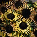 Helianthus annuus 'Sparky' 