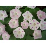 Ipomoea purpurea 'Blossom Star' 