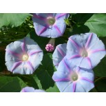 Ipomoea purpurea 'Blue Star' 