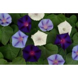 Ipomoea purpurea 'Celestial Mixed' 