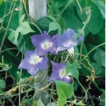 Ipomoea hirsuta 'Mini Sky-Blue' 