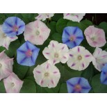 Ipomoea purpurea 'Pastel Star' 