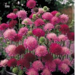 Knautia macedonica 'Melton Pastels' 