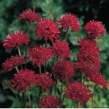 Knautia macedonica 'Red Knight' 