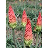 Kniphofia hirsuta 'Traffic Lights' 