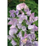 Lathyrus odoratus 'Ballerina Blue' 