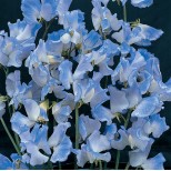 Lathyrus odoratus 'Blue Ripple' 