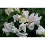 Lathyrus odoratus 'Blush Perfume' 