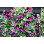 Lathyrus odoratus 'Cupid Black' 