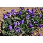 Lathyrus odoratus 'Cupid Blue' 