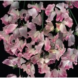Lathyrus odoratus 'Lilac Ripple' 