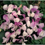 Lathyrus odoratus 'Pansy Lavender Flush' 