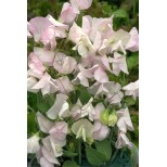 Lathyrus odoratus 'White Flush Rose' 