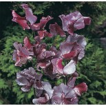 Lathyrus odoratus ' Wiltshire Ripple' 