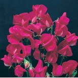 Lathyrus grandiflora 'Zorija Rose' 