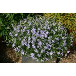 Laurentia 'Avant-garde Blue'  F1 