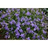 Laurentia 'Avant-garde Violet'  F1