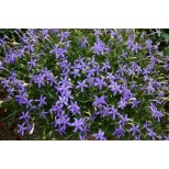 Laurentia 'Avant-garde Violet'  F1