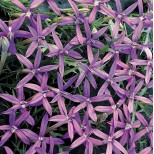 Laurentia axillaris 'Blue Stars' 