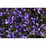 Lobelia pendula 'Monsoon'