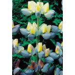 Lupinus cruckshanksii 'Sunrise' 