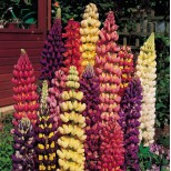 Lupinus polyphyllus 'Tutti Frutti'  