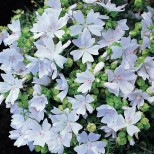 Malva moschata 'Snow White' 