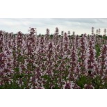 Nepeta hybrida 'Pink Candy' 