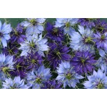 Nigella damascena 'University Mix' 