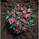 Oenothera kunthiana 'Glowing Magenta' 