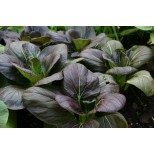 Pak Choi Purple